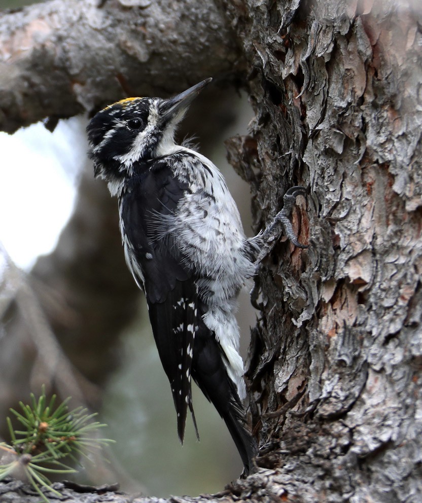 American Three-toed Woodpecker (Rocky Mts.) - Hal and Kirsten Snyder