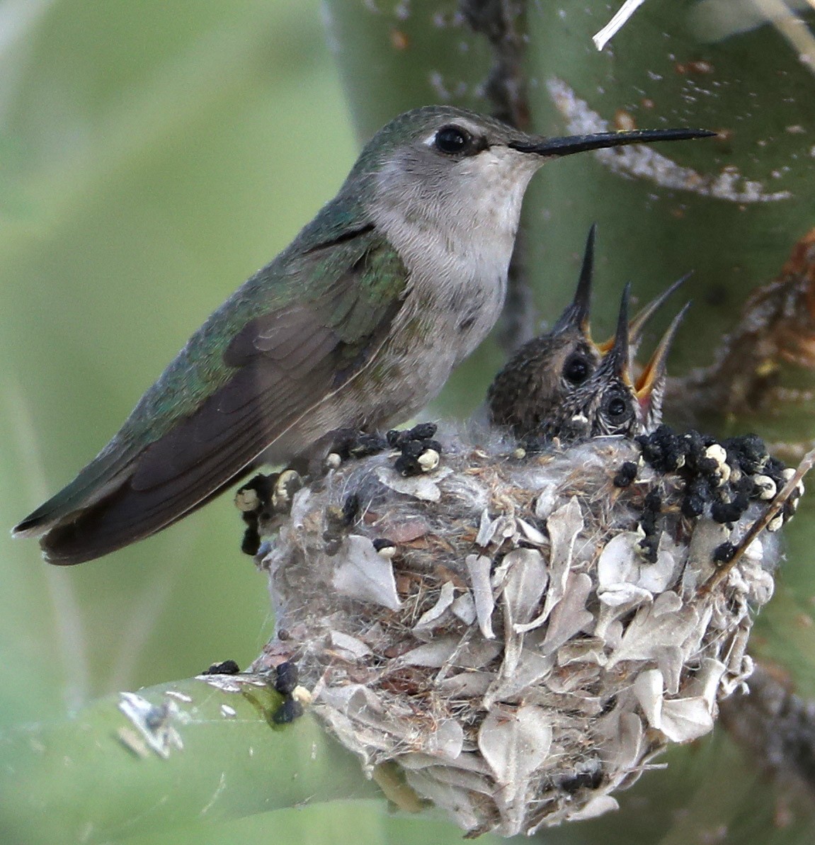 Costa's Hummingbird - Hal and Kirsten Snyder