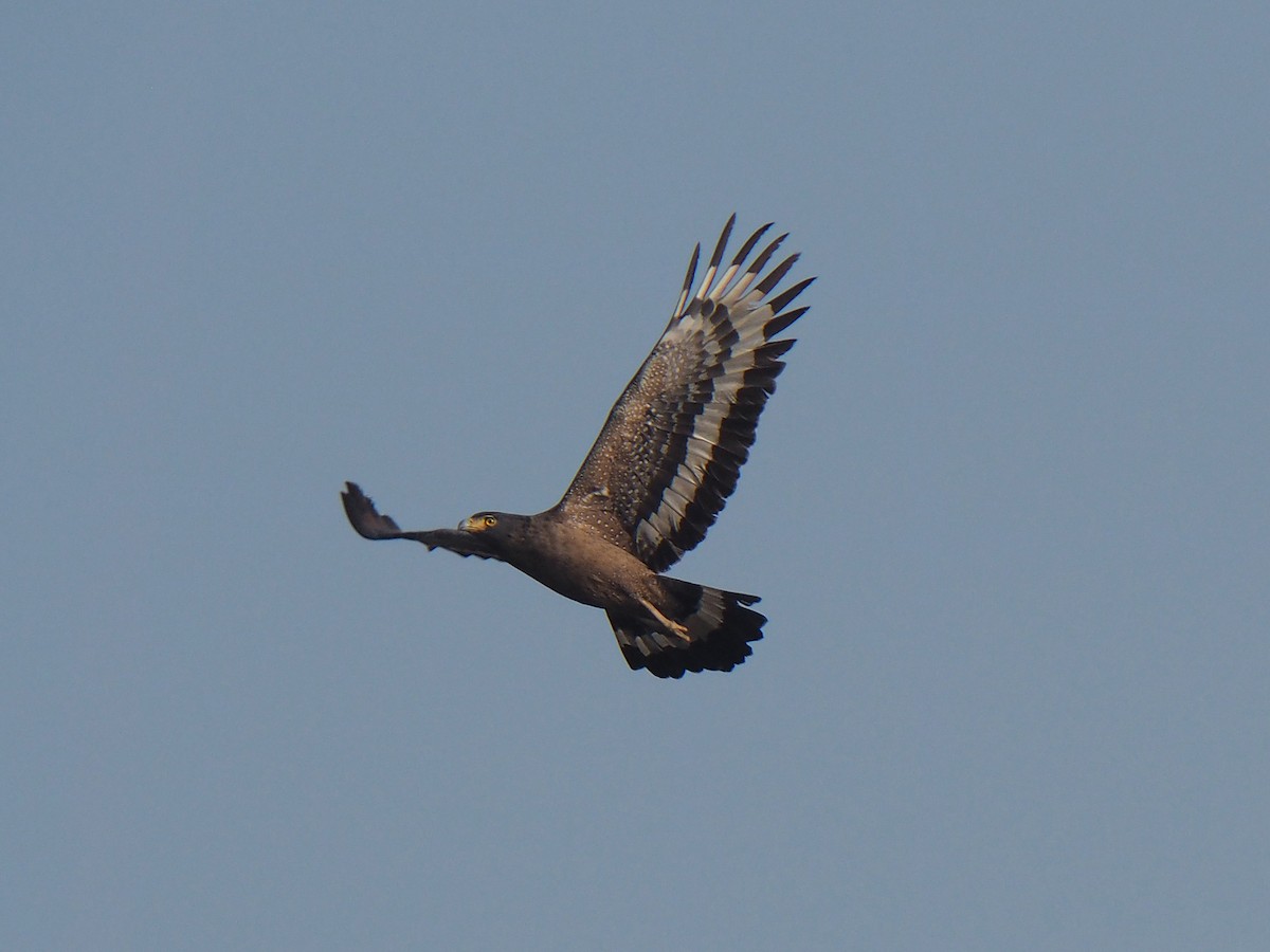 Crested Serpent-Eagle - ML204425571
