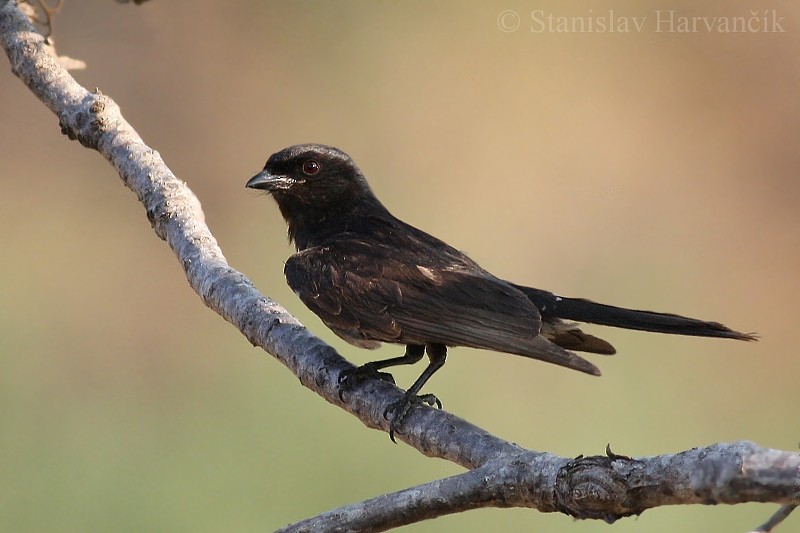 Fork-tailed Drongo - ML204425651