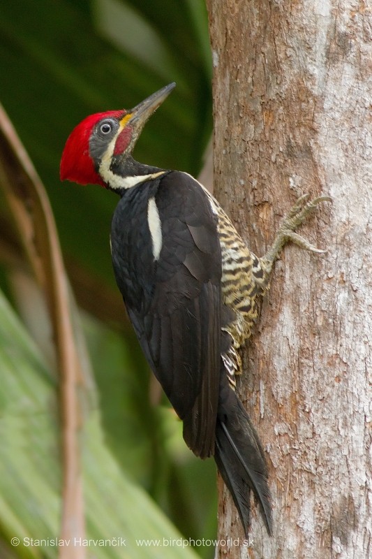 Lineated Woodpecker (Lineated) - Stanislav Harvančík