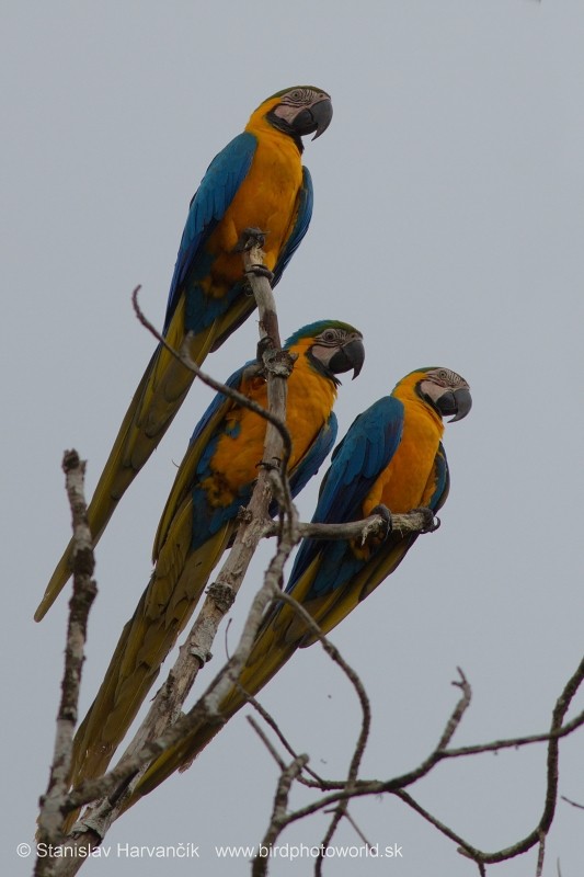 Blue-and-yellow Macaw - ML204426751