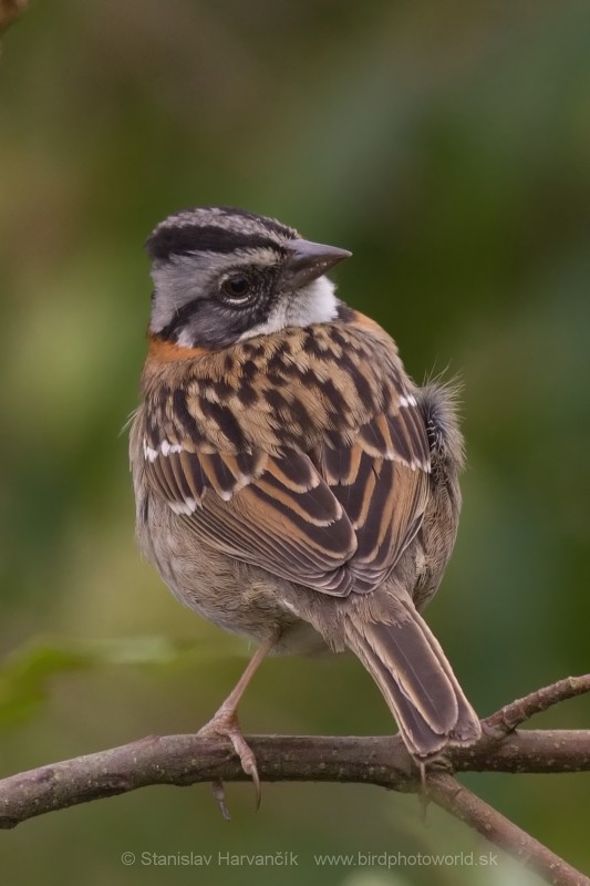 Rufous-collared Sparrow (Rufous-collared) - Stanislav Harvančík