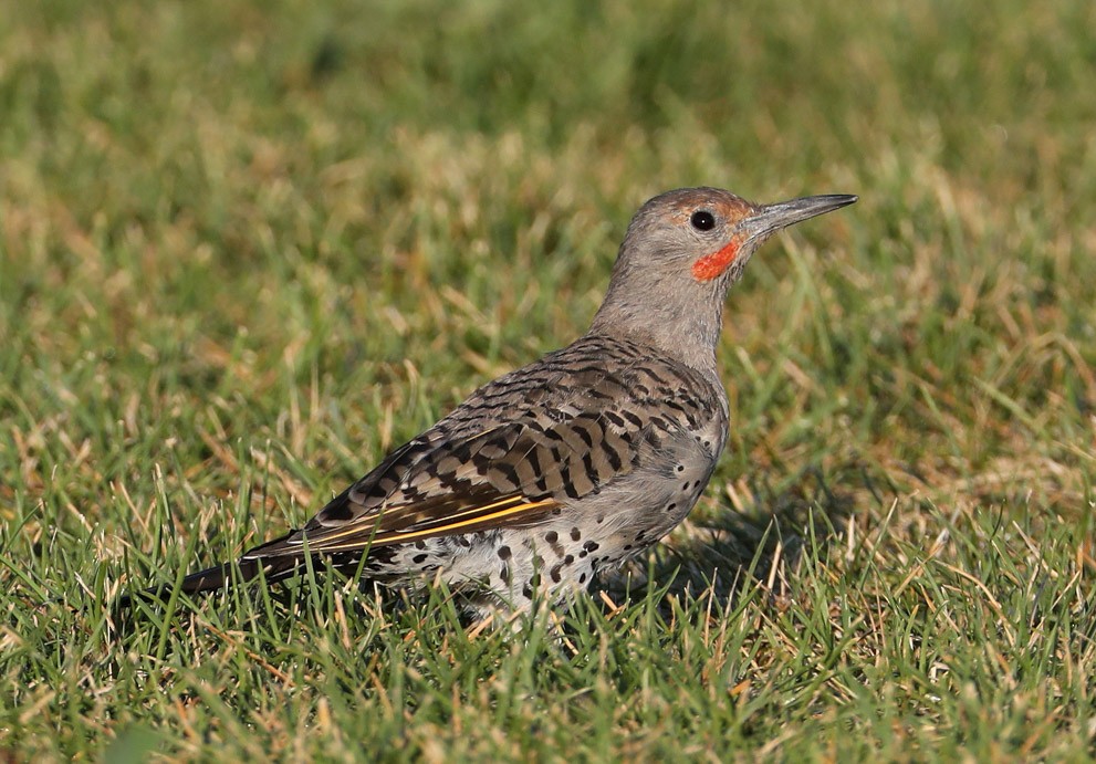Northern Flicker (Red-shafted) - Hal and Kirsten Snyder