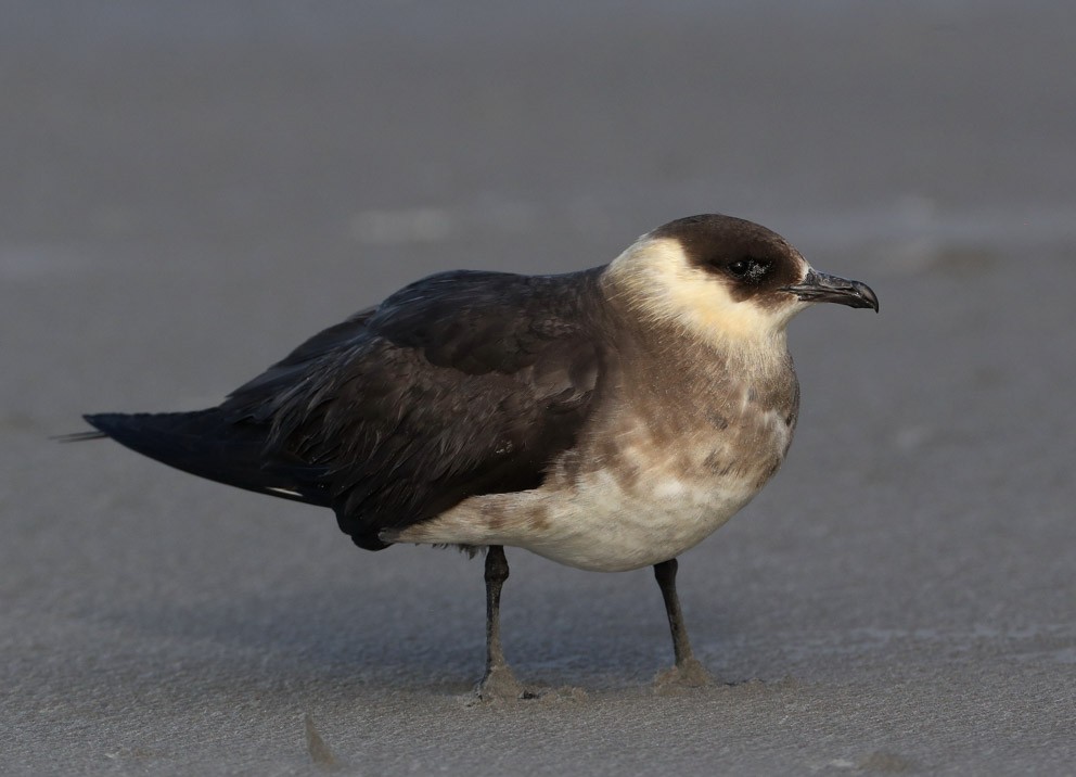 Parasitic Jaeger - Hal and Kirsten Snyder