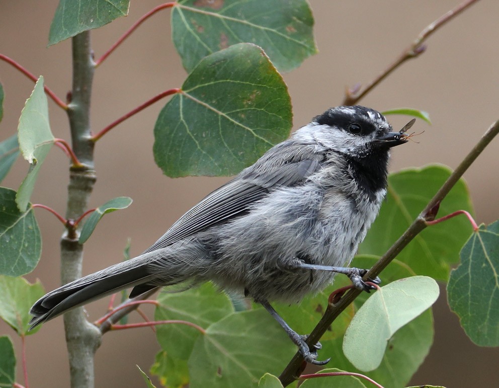 Mountain Chickadee (Rocky Mts.) - Hal and Kirsten Snyder