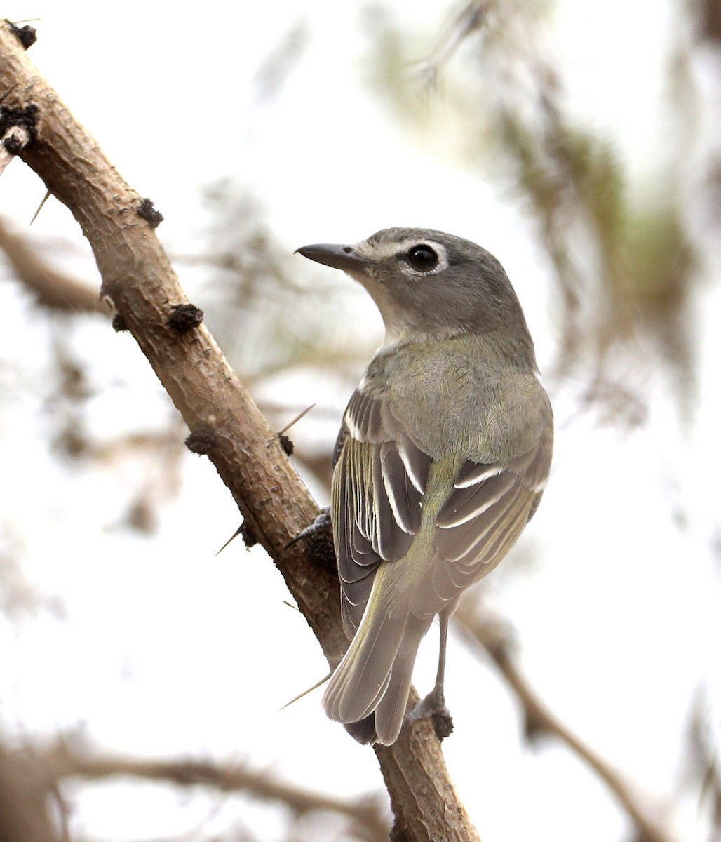 Cassin's Vireo (Cassin's) - Hal and Kirsten Snyder