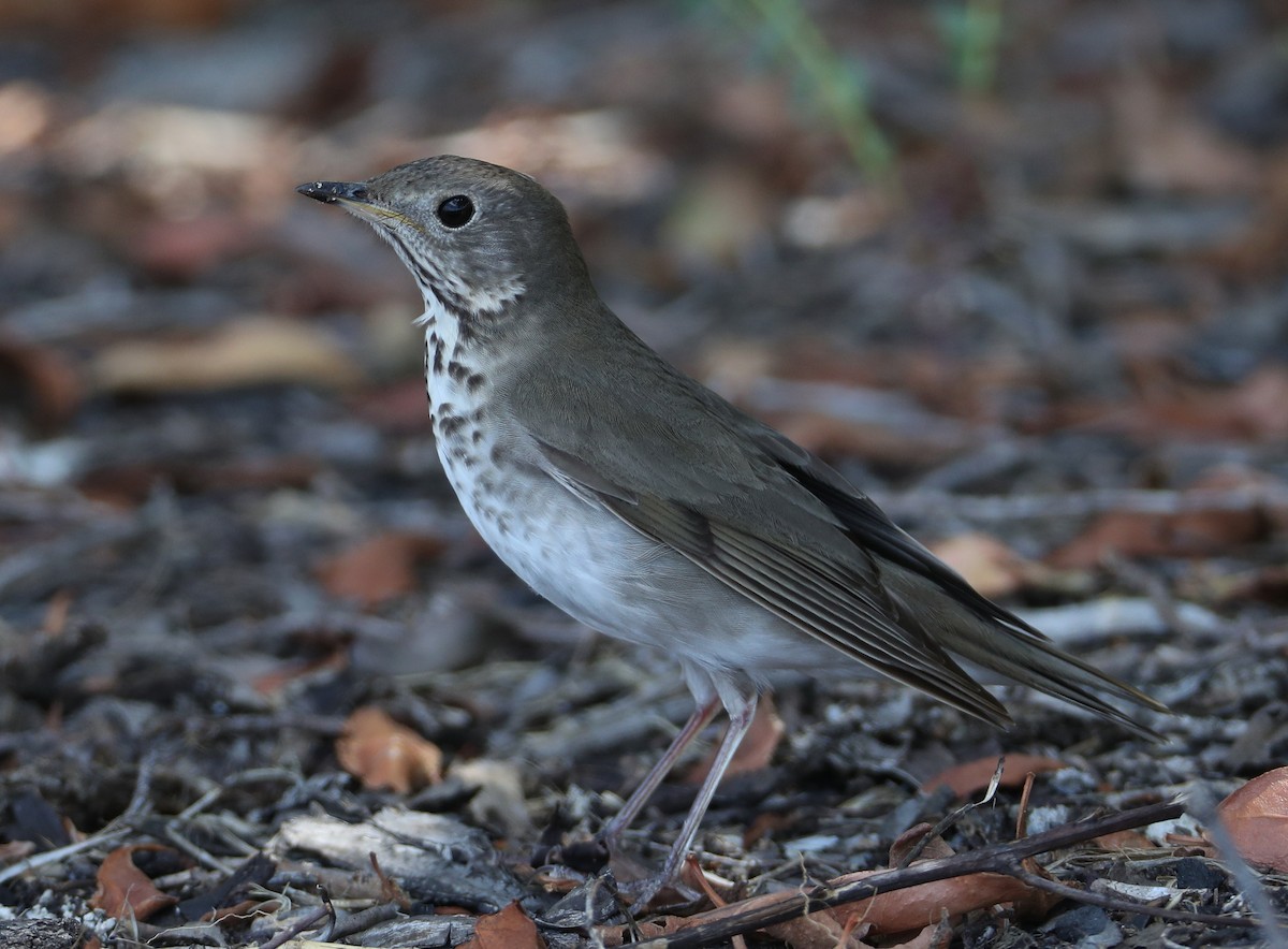 Gray-cheeked Thrush - Hal and Kirsten Snyder