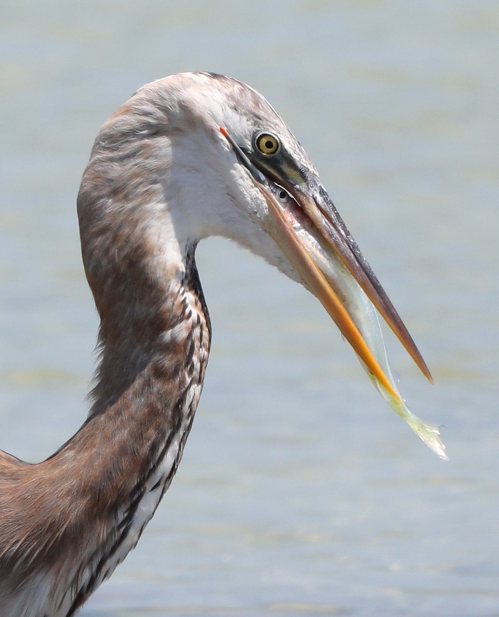Great Blue Heron (Great White) - Hal and Kirsten Snyder