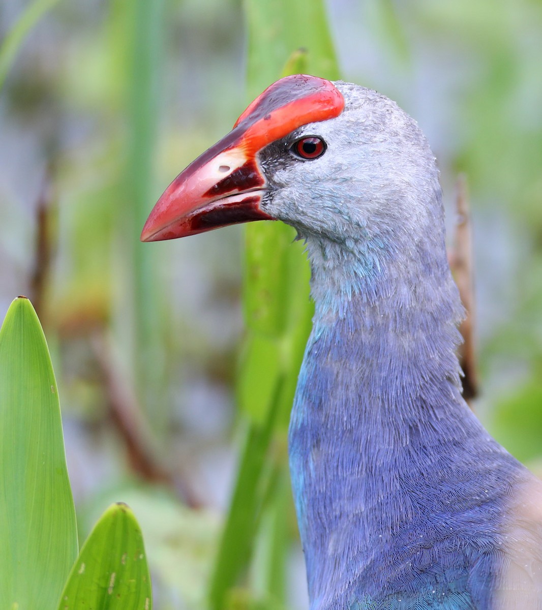 Gray-headed Swamphen - Hal and Kirsten Snyder