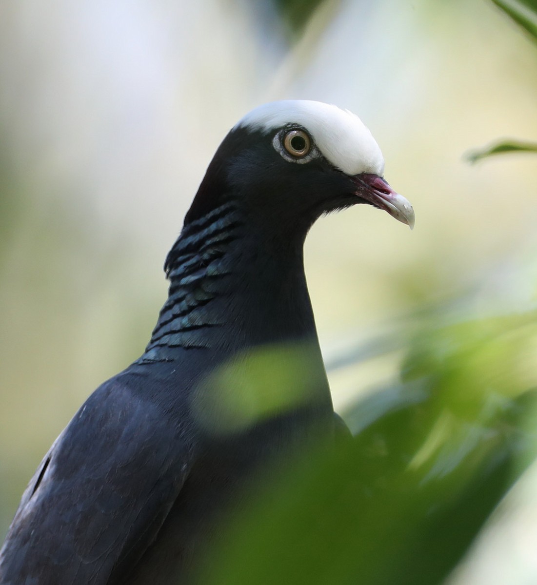 White-crowned Pigeon - ML204427191