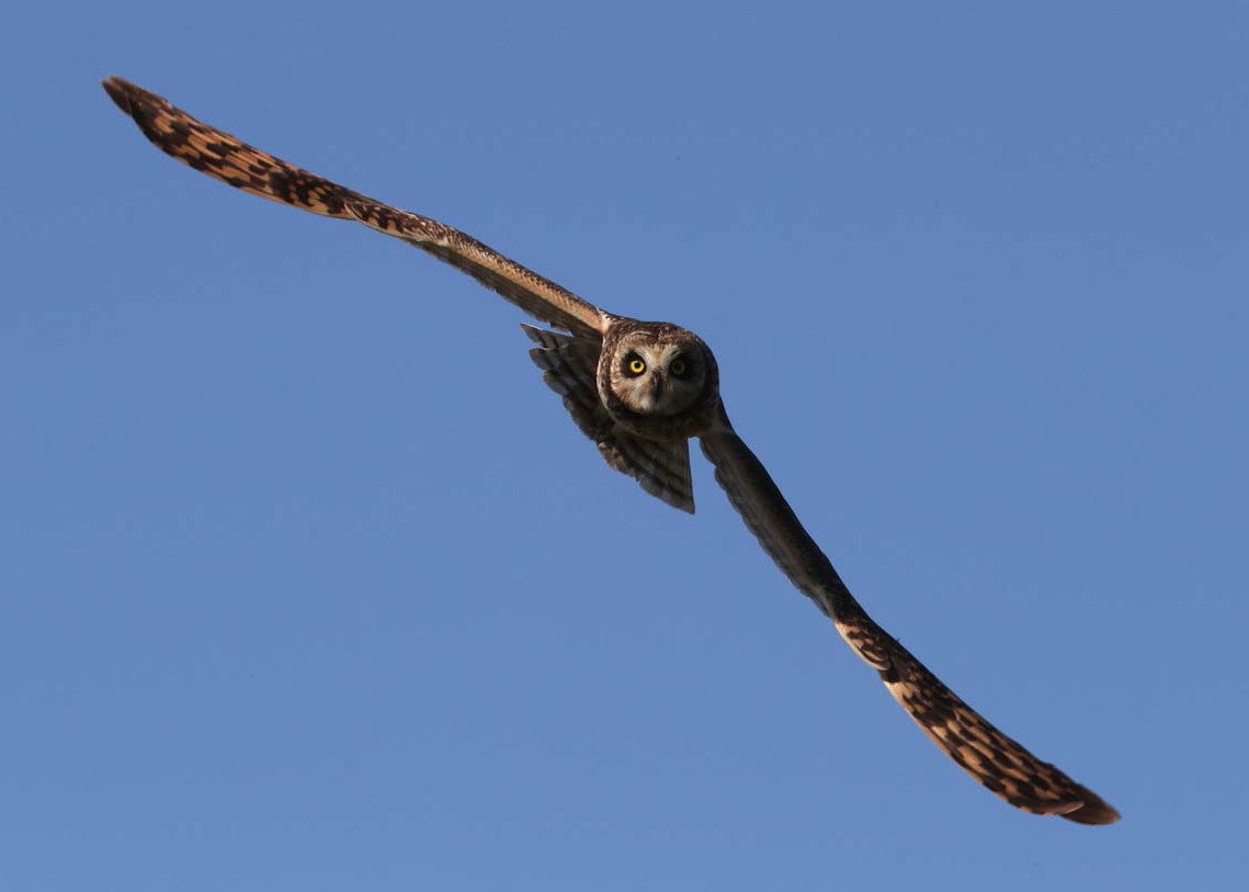 Short-eared Owl - Hal and Kirsten Snyder