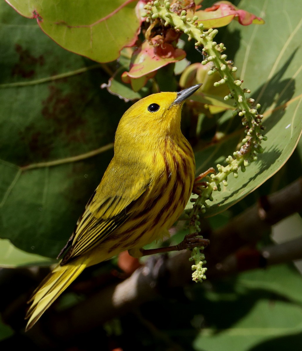 Yellow Warbler - Hal and Kirsten Snyder
