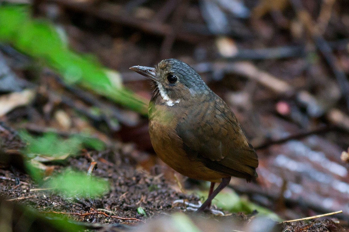Moustached Antpitta - ML204427551