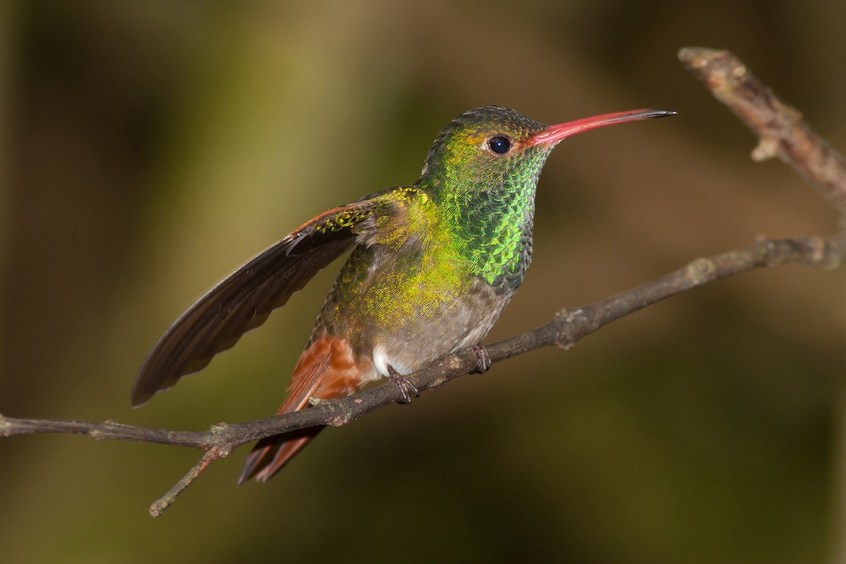 Rufous-tailed Hummingbird - ML204427611