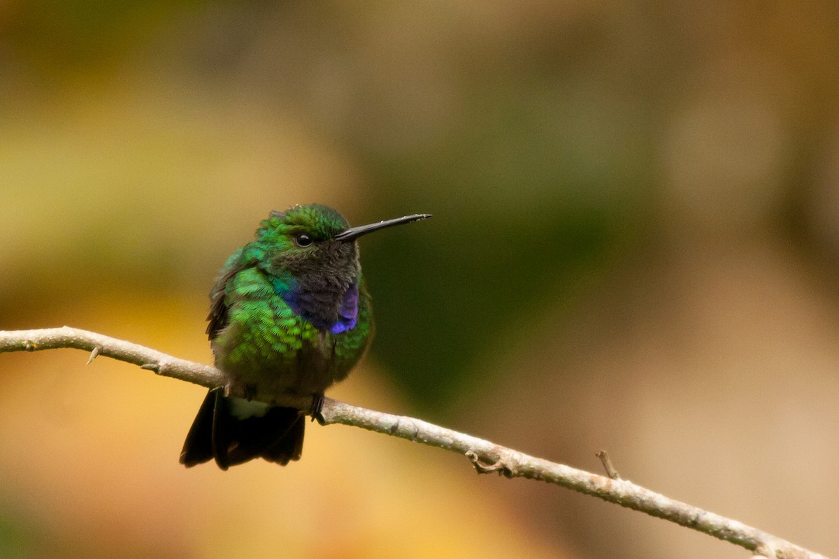 Purple-chested Hummingbird - Rafael Merchante