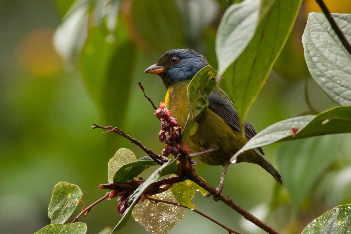Moss-backed Tanager - ML204427721