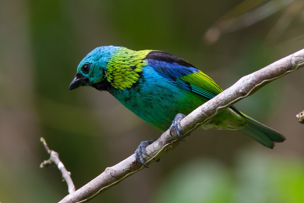 Green-headed Tanager - ML204427731
