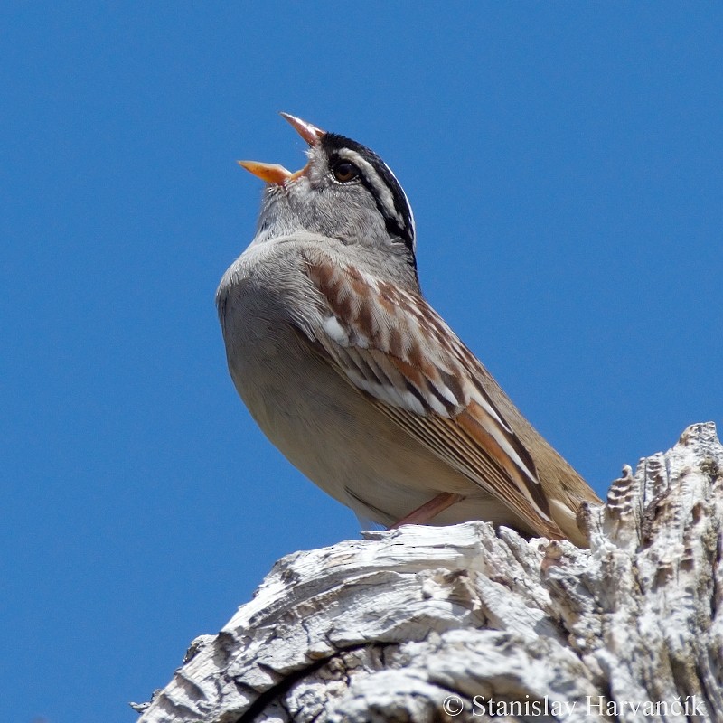 White-crowned Sparrow - Stanislav Harvančík