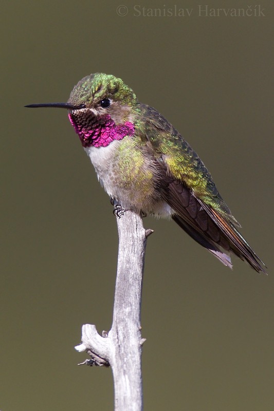 Broad-tailed Hummingbird - Stanislav Harvančík