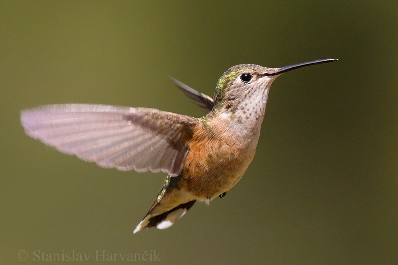 Broad-tailed Hummingbird - ML204428381