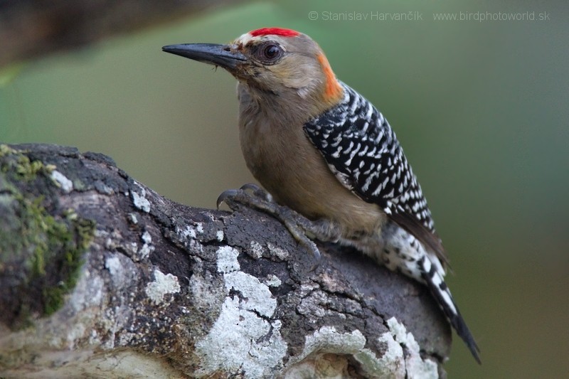 Red-crowned Woodpecker - Stanislav Harvančík