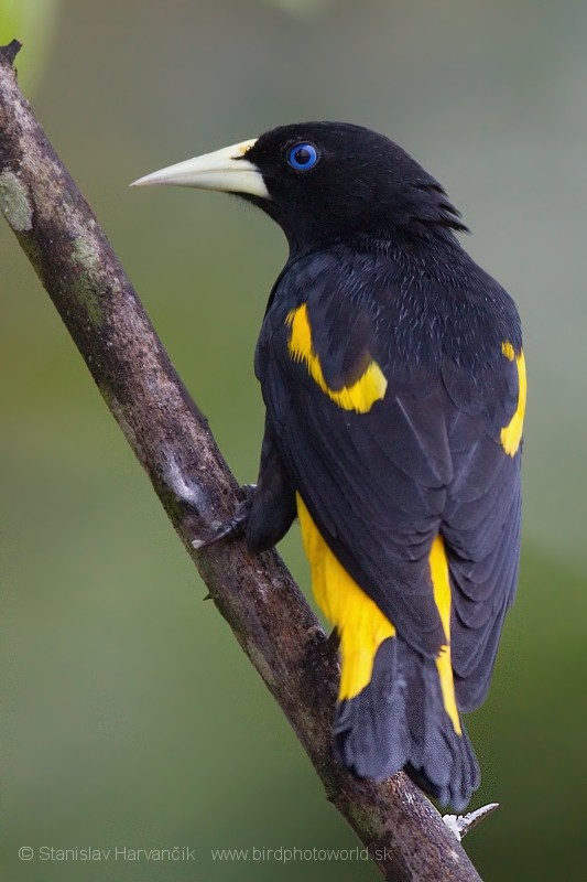 Yellow-rumped Cacique (Amazonian) - ML204428741