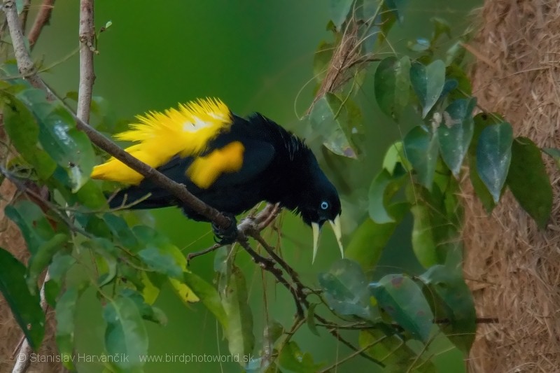 Yellow-rumped Cacique (Amazonian) - ML204428771