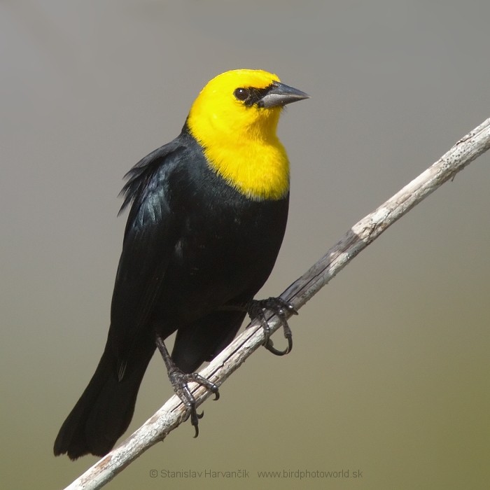 Yellow-hooded Blackbird - ML204428781
