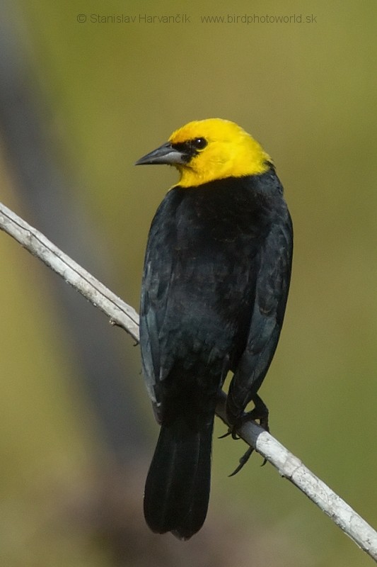 Yellow-hooded Blackbird - ML204428791