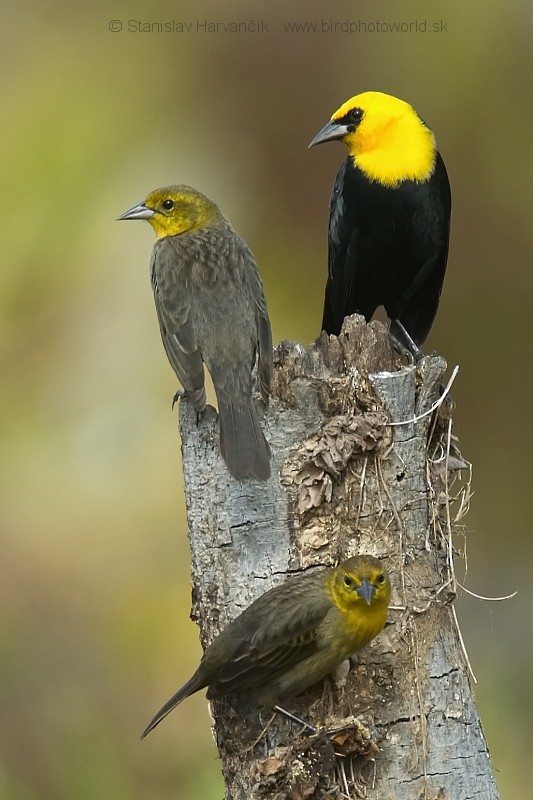 Yellow-hooded Blackbird - Stanislav Harvančík