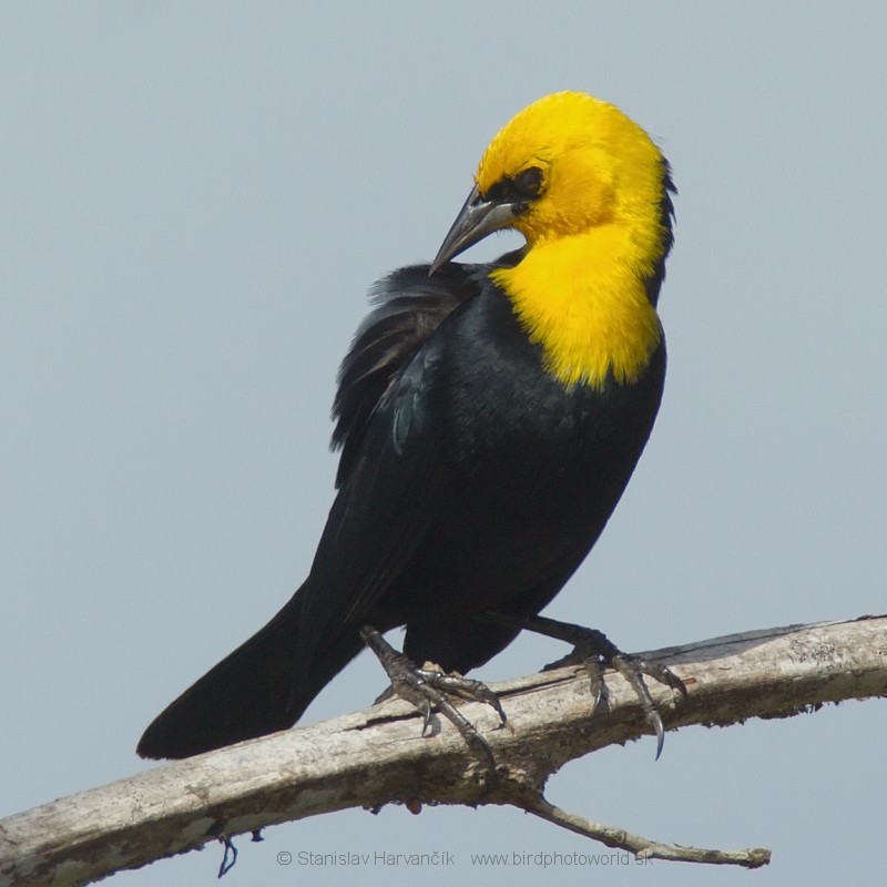 Yellow-hooded Blackbird - ML204428891