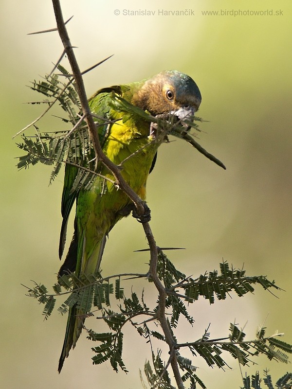 Brown-throated Parakeet - ML204428921