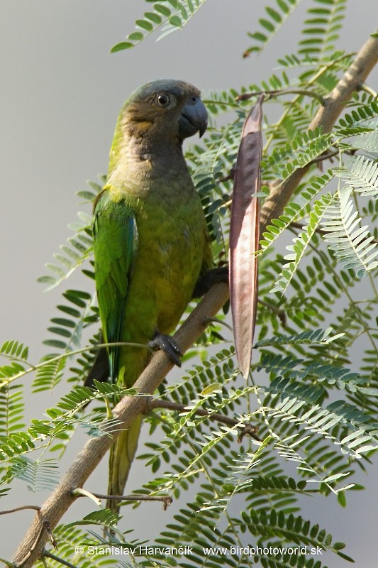 Brown-throated Parakeet - Stanislav Harvančík