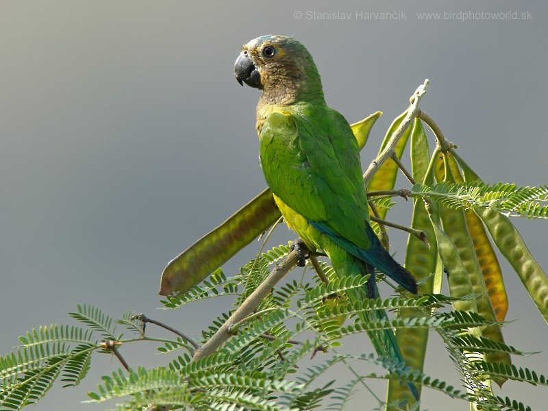 Brown-throated Parakeet - ML204428951