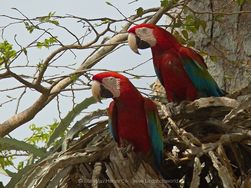 Red-and-green Macaw - ML204428981