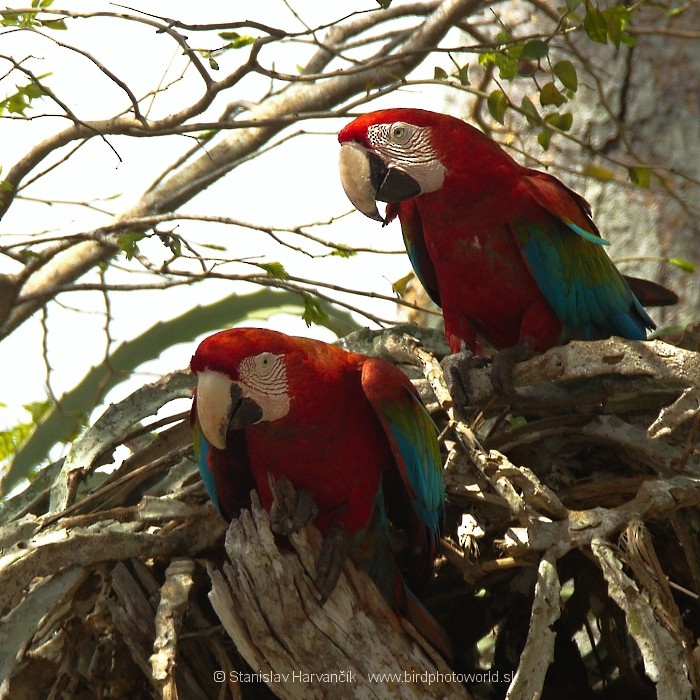 Red-and-green Macaw - Stanislav Harvančík