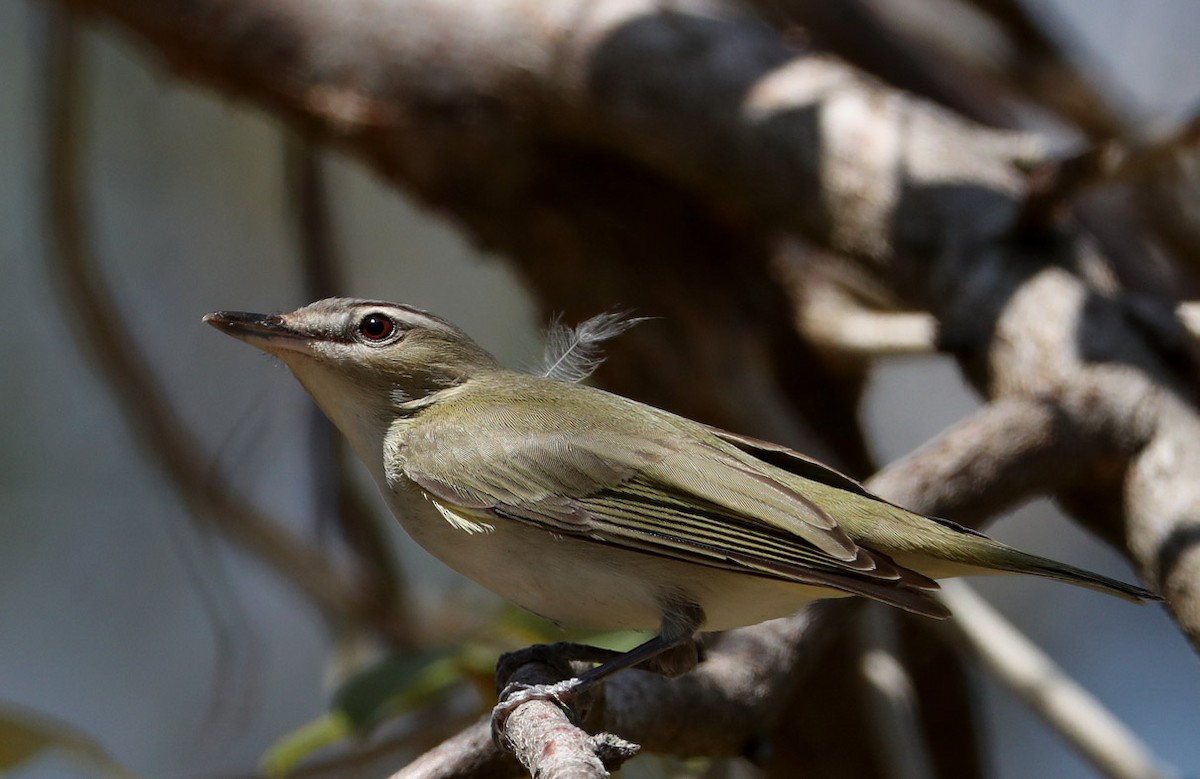 Red-eyed Vireo - Hal and Kirsten Snyder