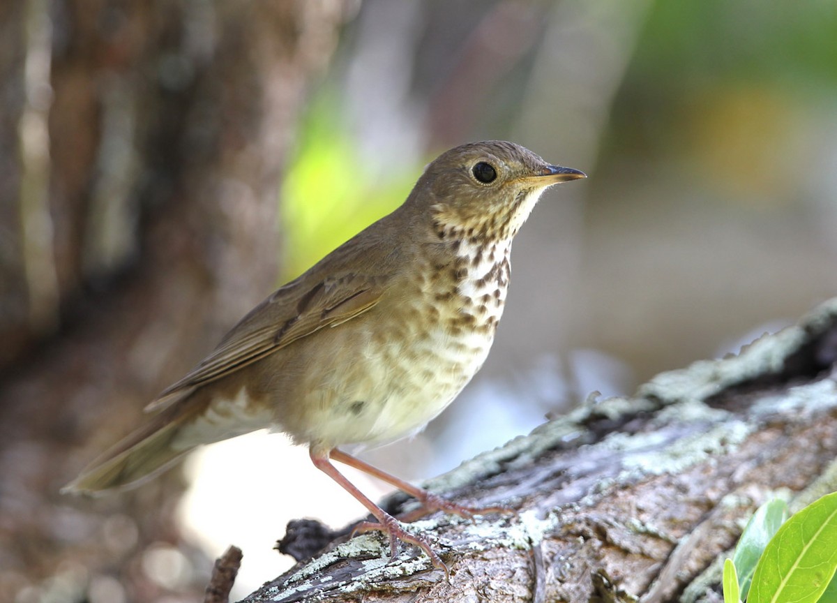 Swainson's Thrush (Olive-backed) - Hal and Kirsten Snyder