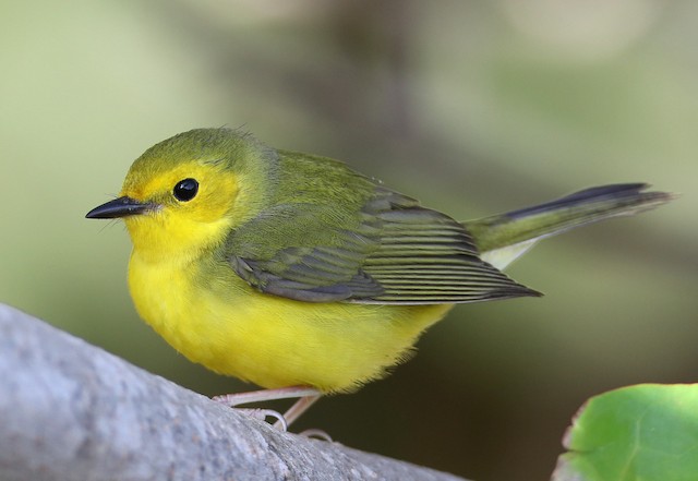 Photos - Hooded Warbler - Setophaga citrina - Birds of the World
