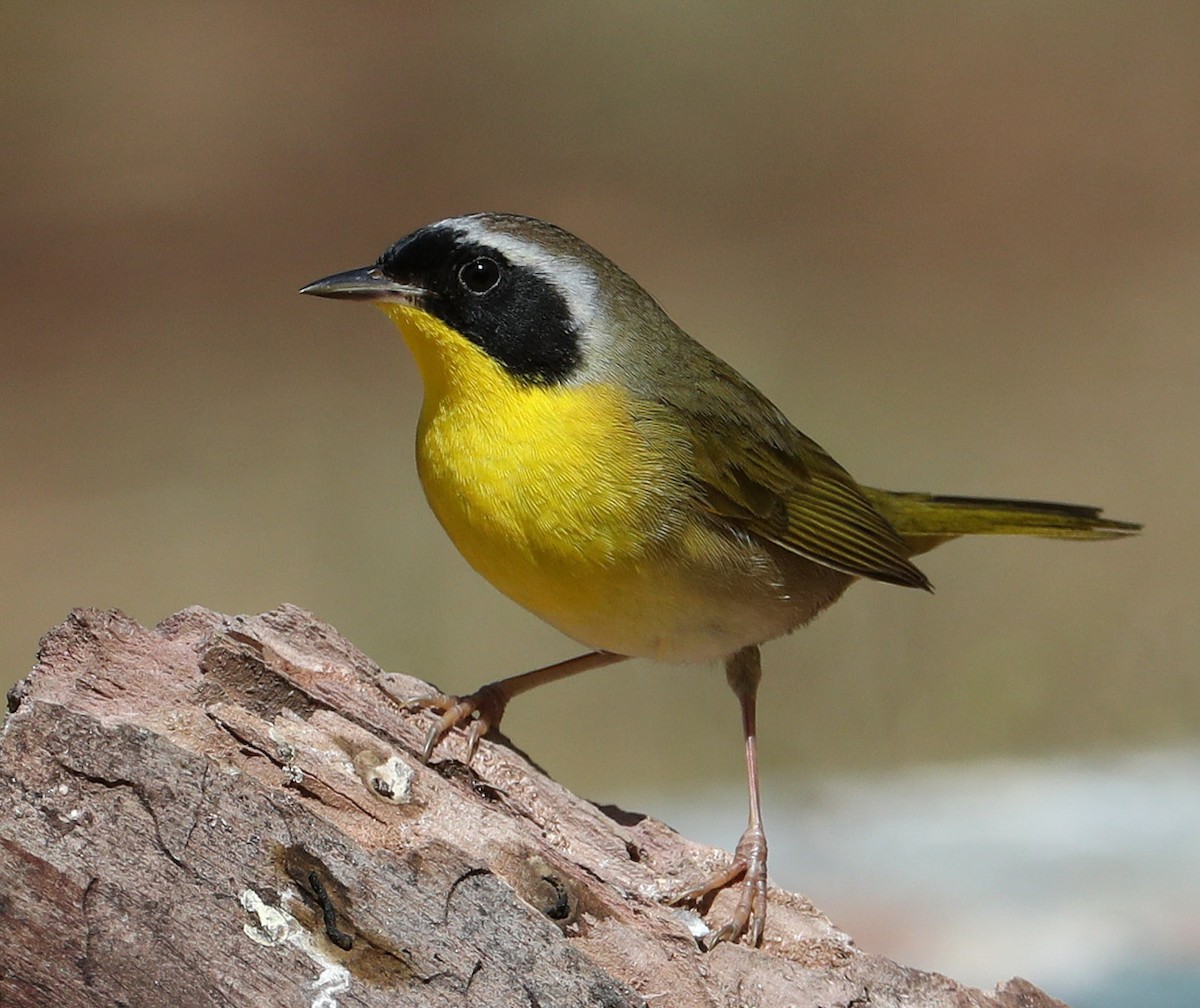 Common Yellowthroat - Hal and Kirsten Snyder
