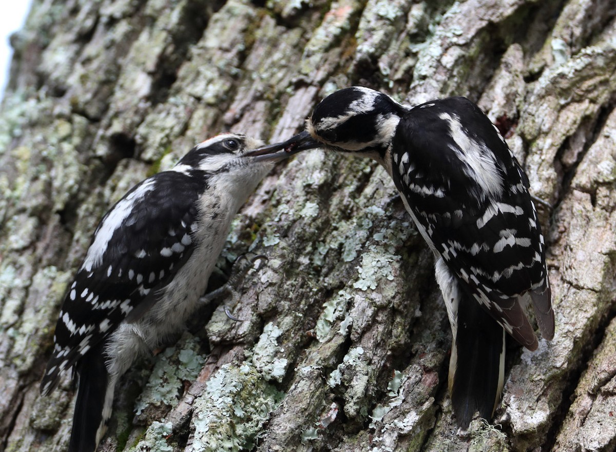 Downy Woodpecker (Eastern) - Hal and Kirsten Snyder