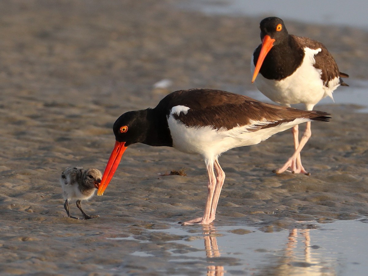 American Oystercatcher - Hal and Kirsten Snyder