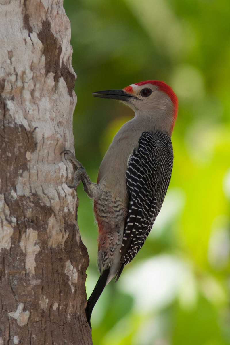 Golden-fronted Woodpecker (Velasquez's) - ML204429441