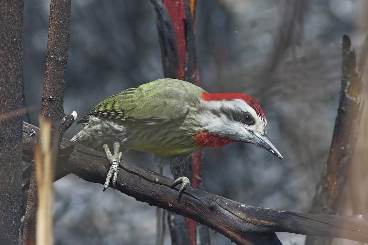 Cuban Green Woodpecker - ML204429451