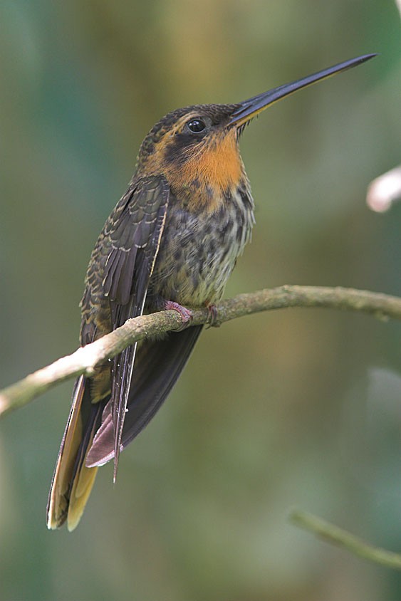 kolibřík pilozobý - ML204430071
