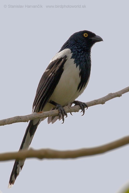 Magpie Tanager - ML204430931