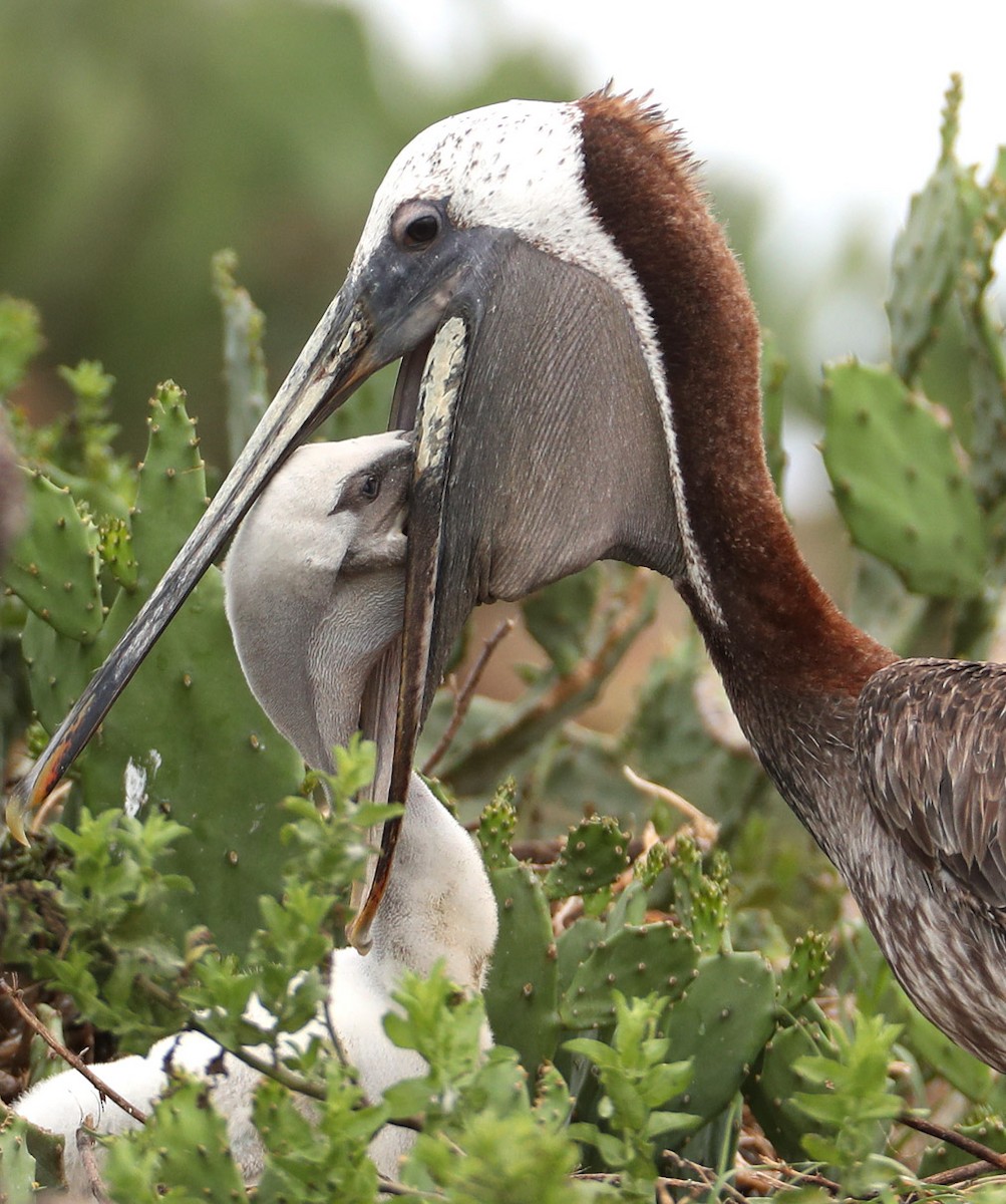 Brown Pelican (Atlantic) - Hal and Kirsten Snyder