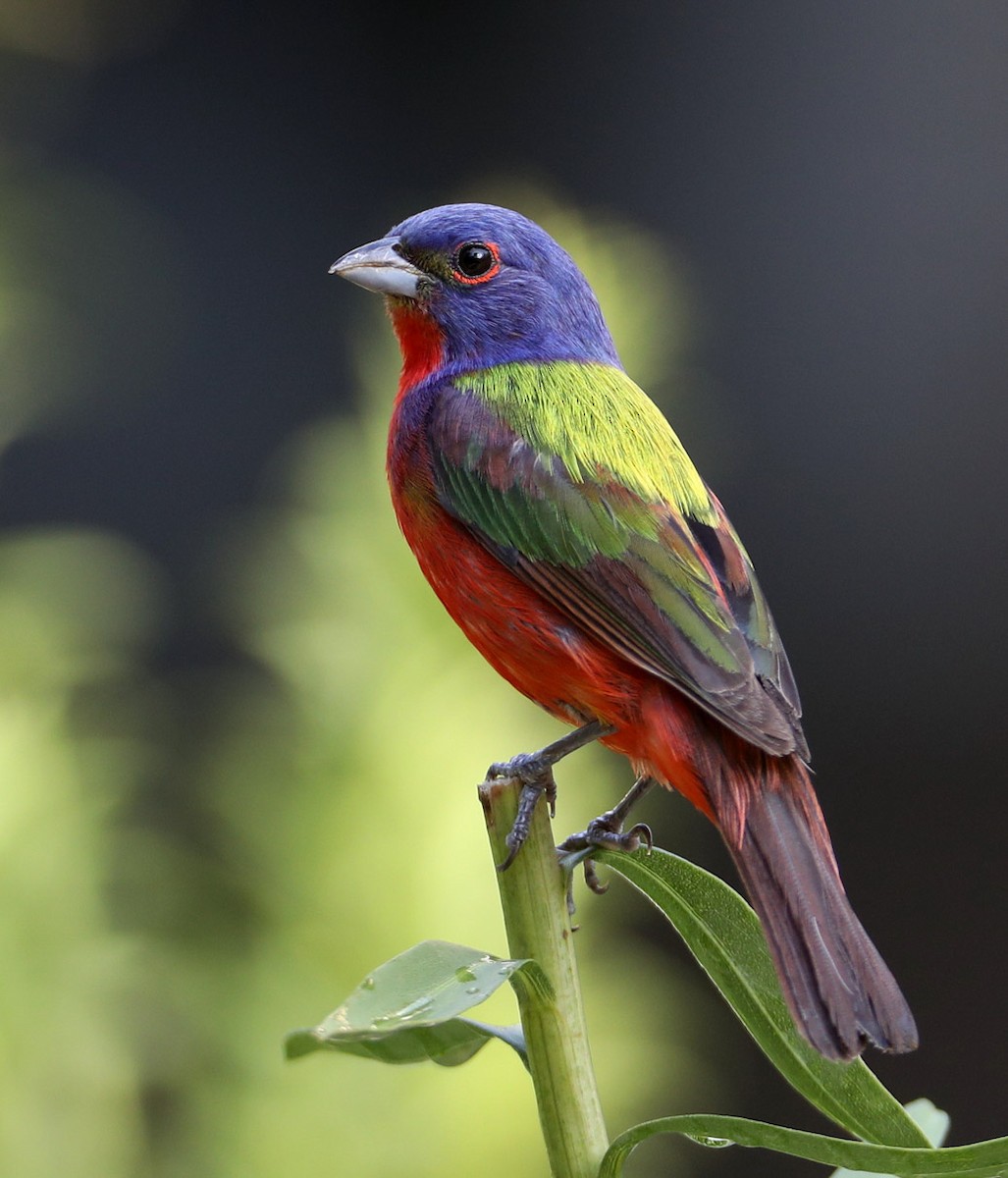 Painted Bunting - Hal and Kirsten Snyder