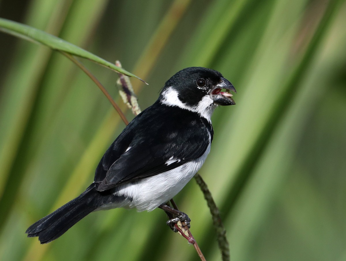 Variable Seedeater - ML204431531
